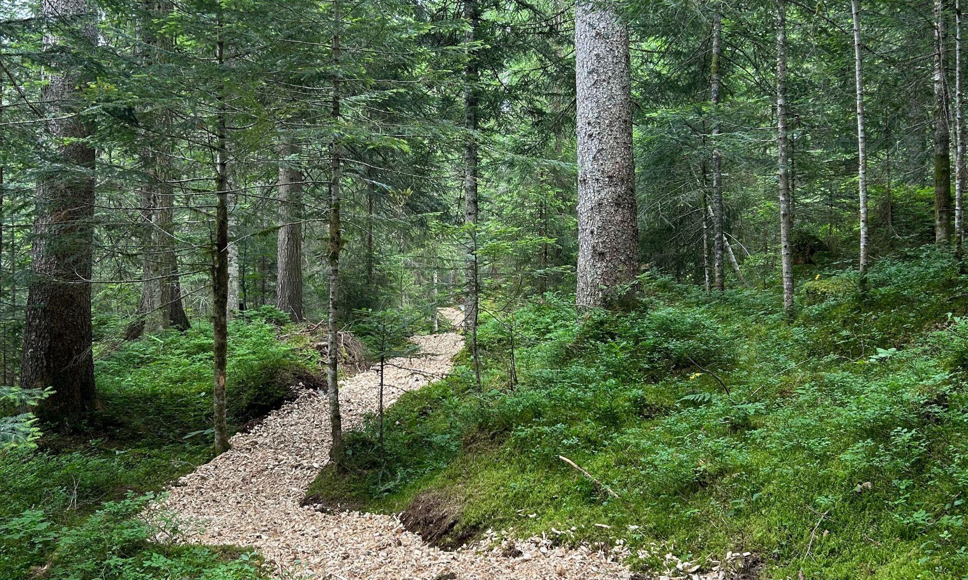 Rougemont a inauguré son sentier dans la forêt des Arses